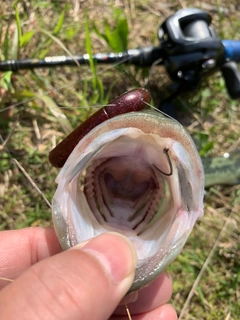 ラージマウスバスの釣果