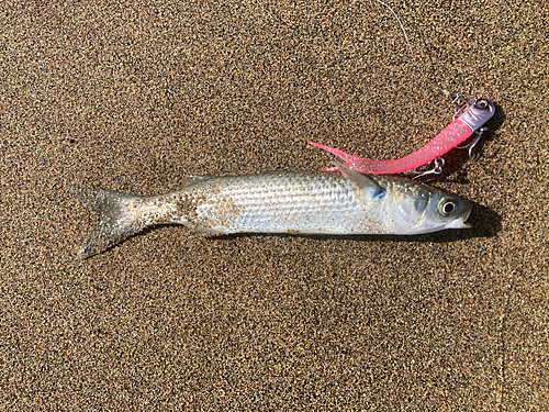 ボラの釣果