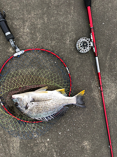 キビレの釣果