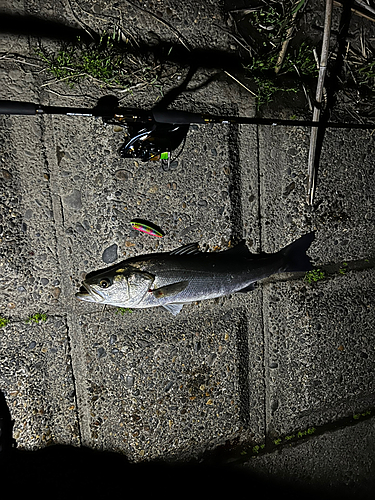 マルスズキの釣果