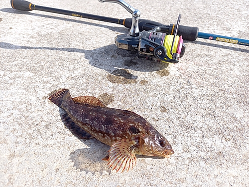 ハゴトコの釣果