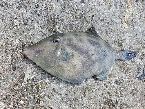 カワハギの釣果