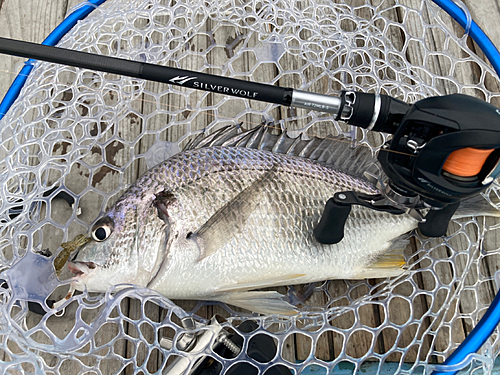 キビレの釣果