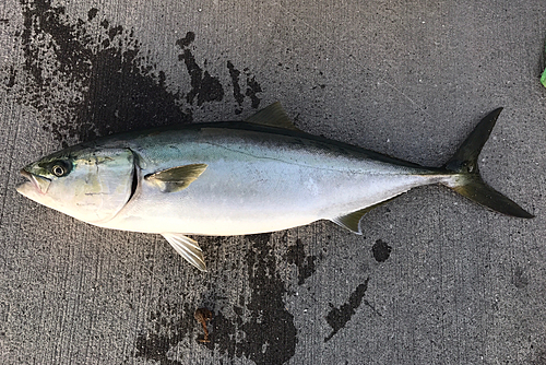 ハマチの釣果