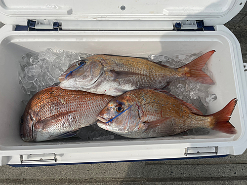 マダイの釣果