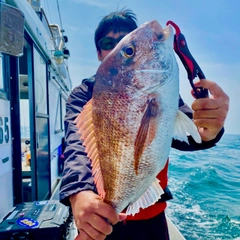 マダイの釣果