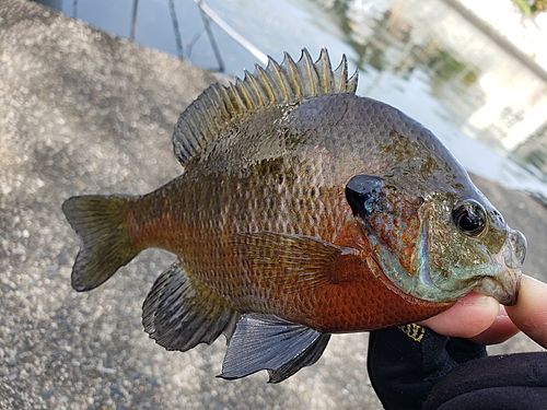 ブルーギルの釣果