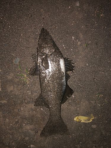 セイゴ（ヒラスズキ）の釣果