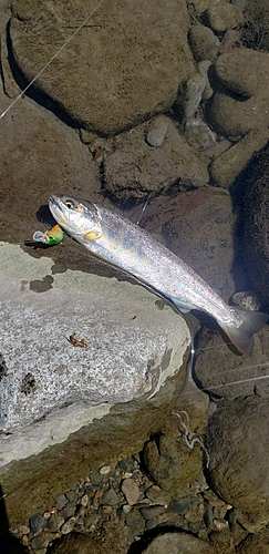 アマゴの釣果