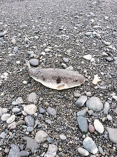 トラフグの釣果