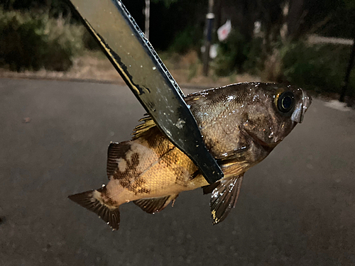 メバルの釣果