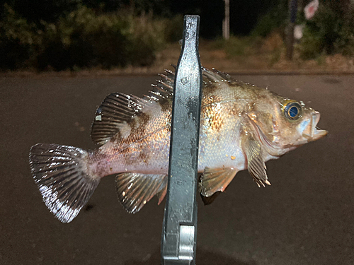 メバルの釣果