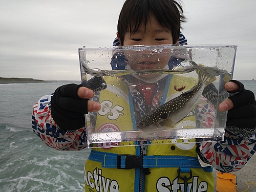 ギンポの釣果