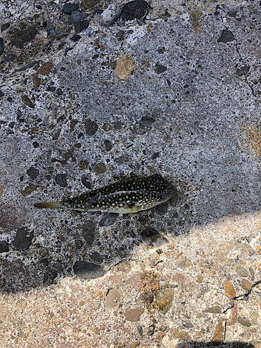 クサフグの釣果