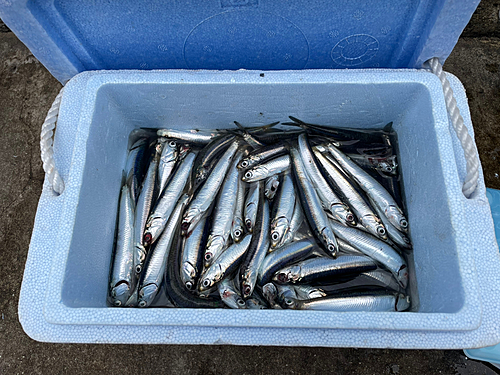 カタクチイワシの釣果