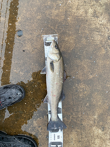 フッコ（マルスズキ）の釣果