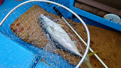 メジロの釣果