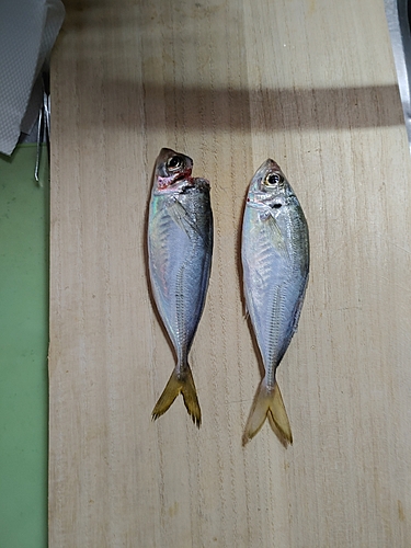 アジの釣果