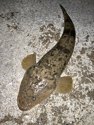 マゴチの釣果