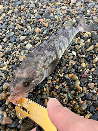 ホッケの釣果