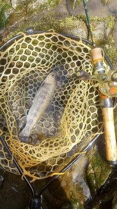 ニッコウイワナの釣果