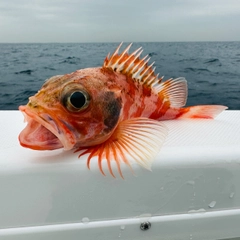 ユメカサゴの釣果