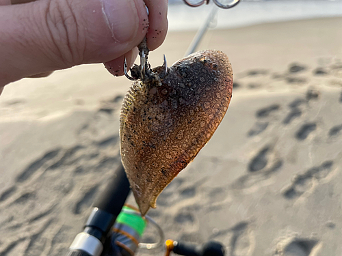 ウシノシタの釣果