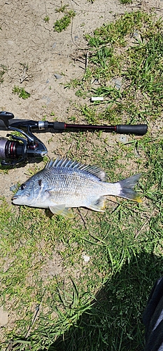 キビレの釣果