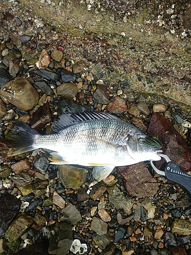 キビレの釣果