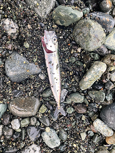 サバの釣果