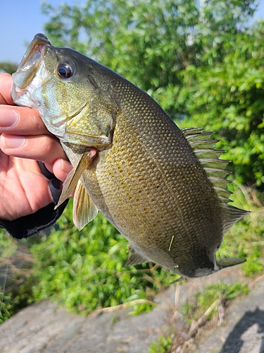 スモールマウスバスの釣果