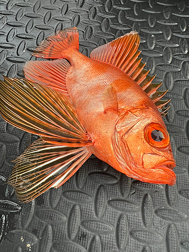 チカメキントキの釣果