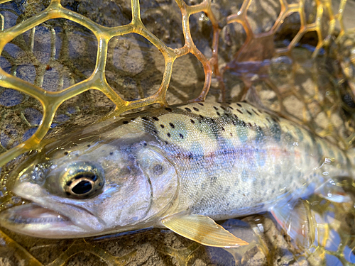 ヤマメの釣果