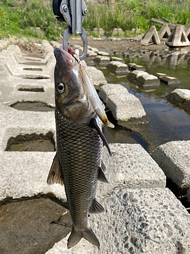 ニゴイの釣果