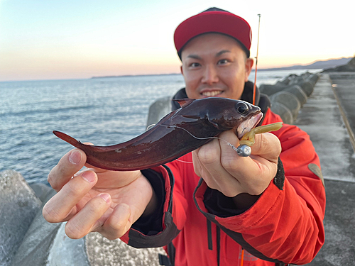 ドンコの釣果