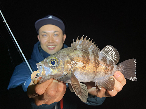 シロメバルの釣果