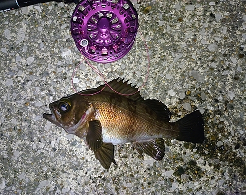 メバルの釣果