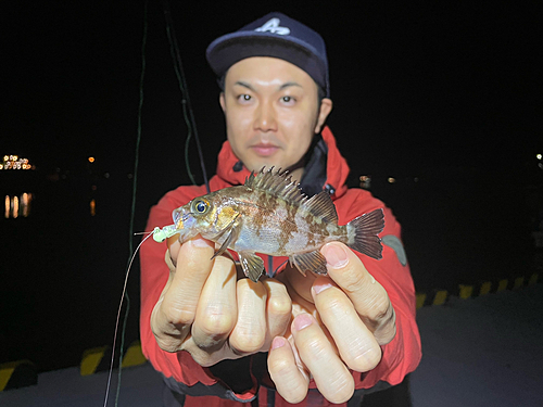 シロメバルの釣果