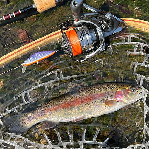 ニジマスの釣果