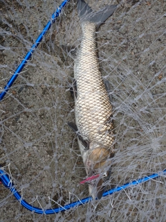 ニゴイの釣果