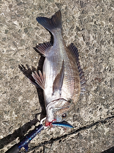 チヌの釣果