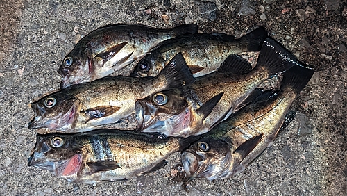 メバルの釣果