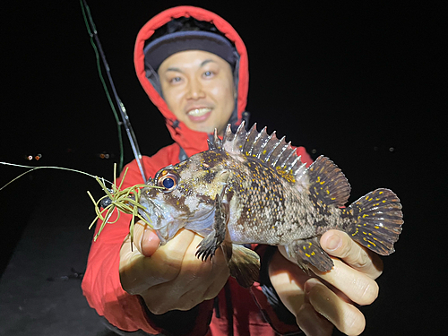 オウゴンムラソイの釣果