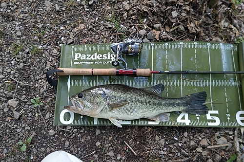 ブラックバスの釣果