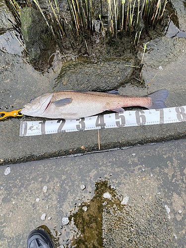 シーバスの釣果