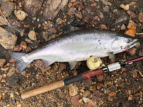 サクラマスの釣果