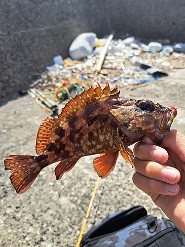 アラカブの釣果