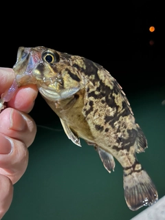 タケノコメバルの釣果