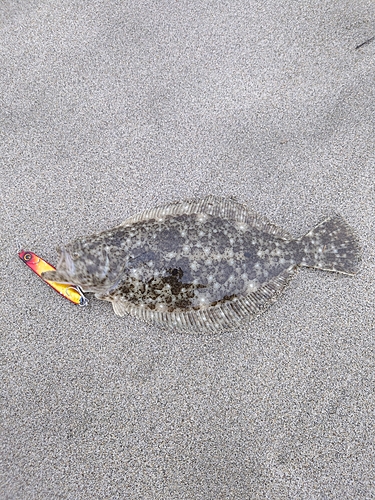 ソゲの釣果