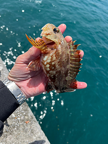 カサゴの釣果